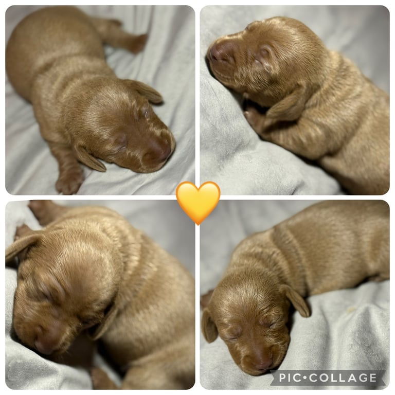 KC Miniature Daschund 1 Girl Available 