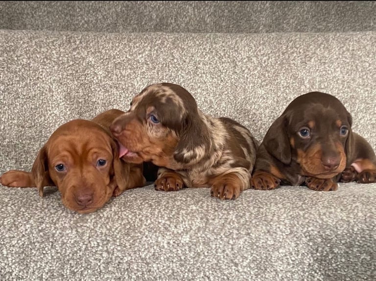 Miniature Dachshund Puppies