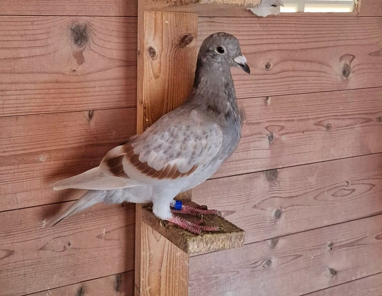Racing pigeon 