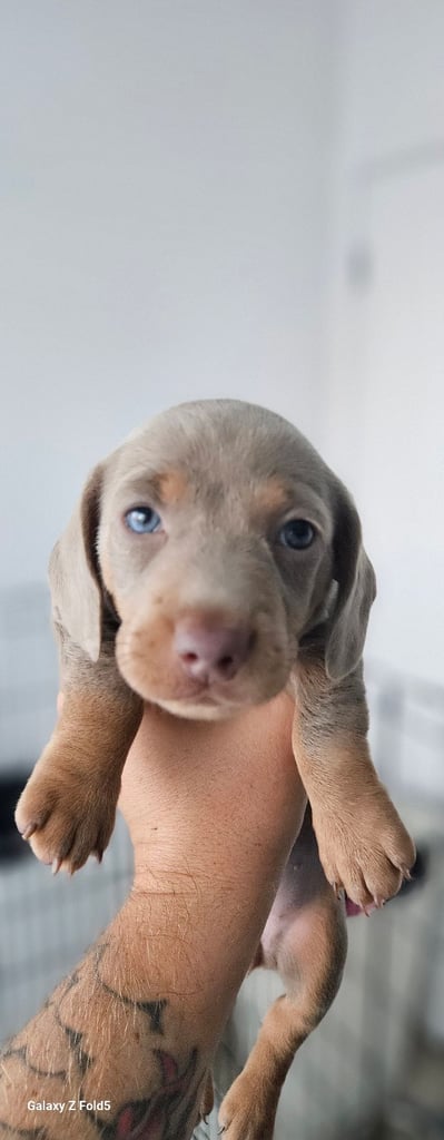 Isabella and tan miniature daschunds - Available now