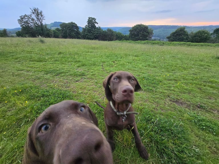 male-German pointer D.O.B 01/02/25