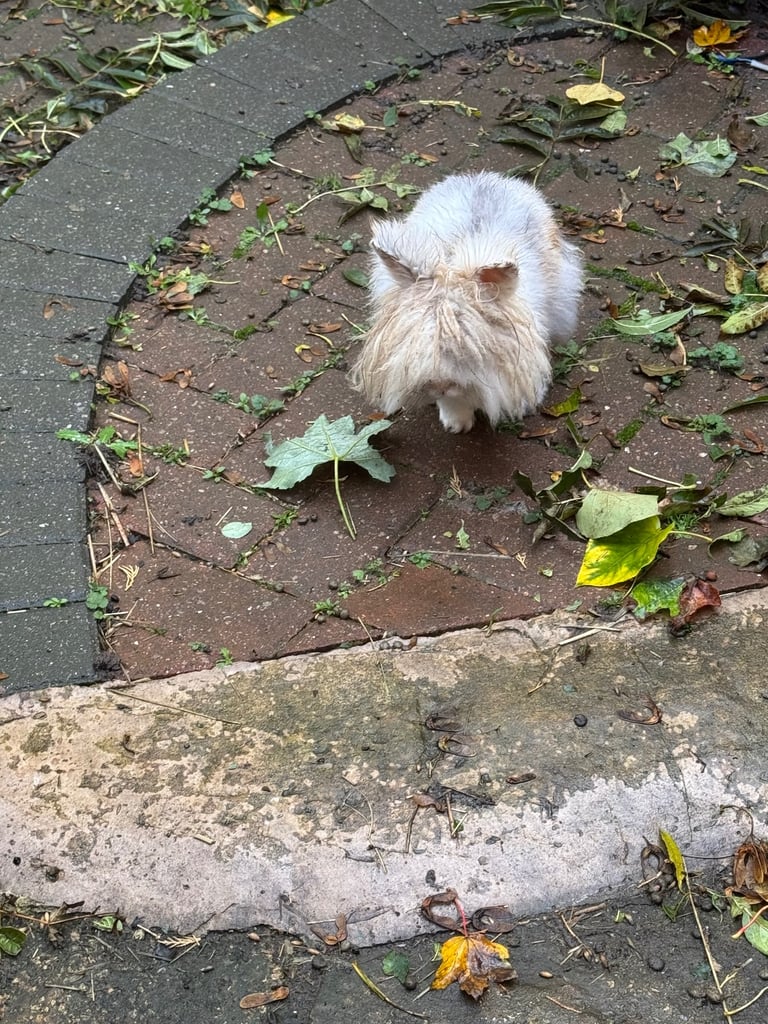 Two male rabbits (father & son) 