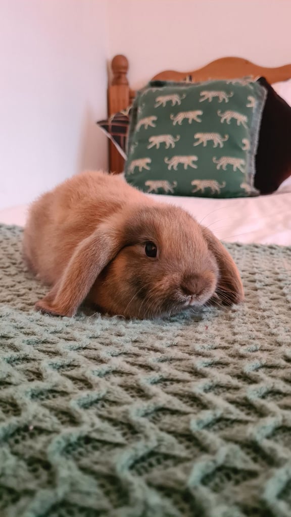 image for 1 x Male Mini Lop Baby Rabbit