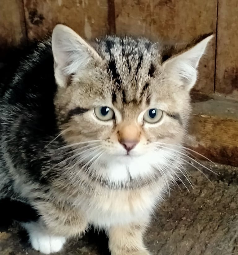 Kittens for sale 