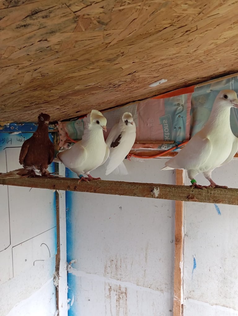 racing pigeons for sale