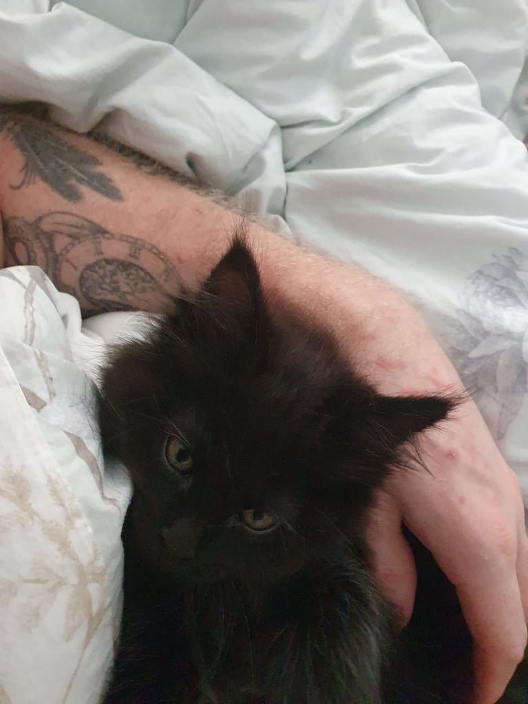 XL Maincoon x Ragdoll kittens