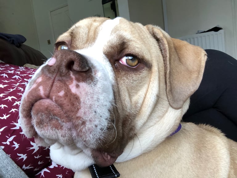 Old english bulldogge