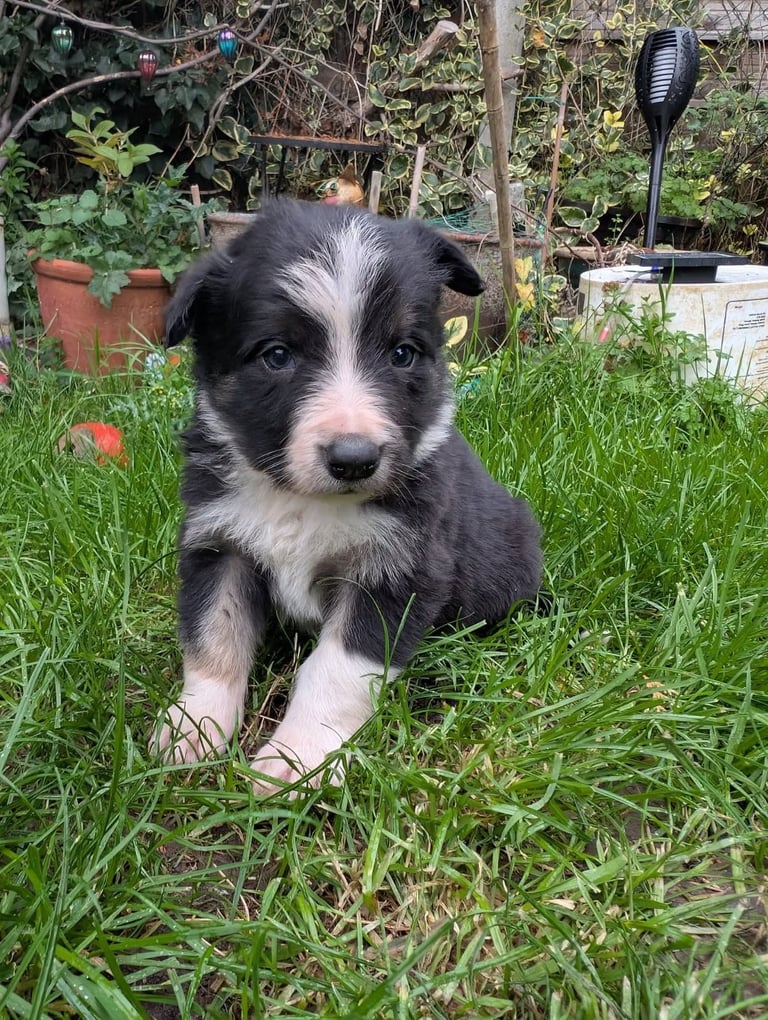 **BOTH RESERVED**2 ISDS BORDER COLLIE DOG PUPS 