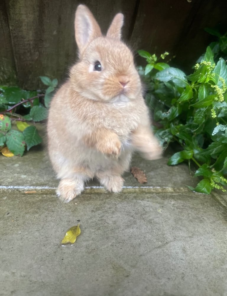 Netherland Dwarf Bunnies 