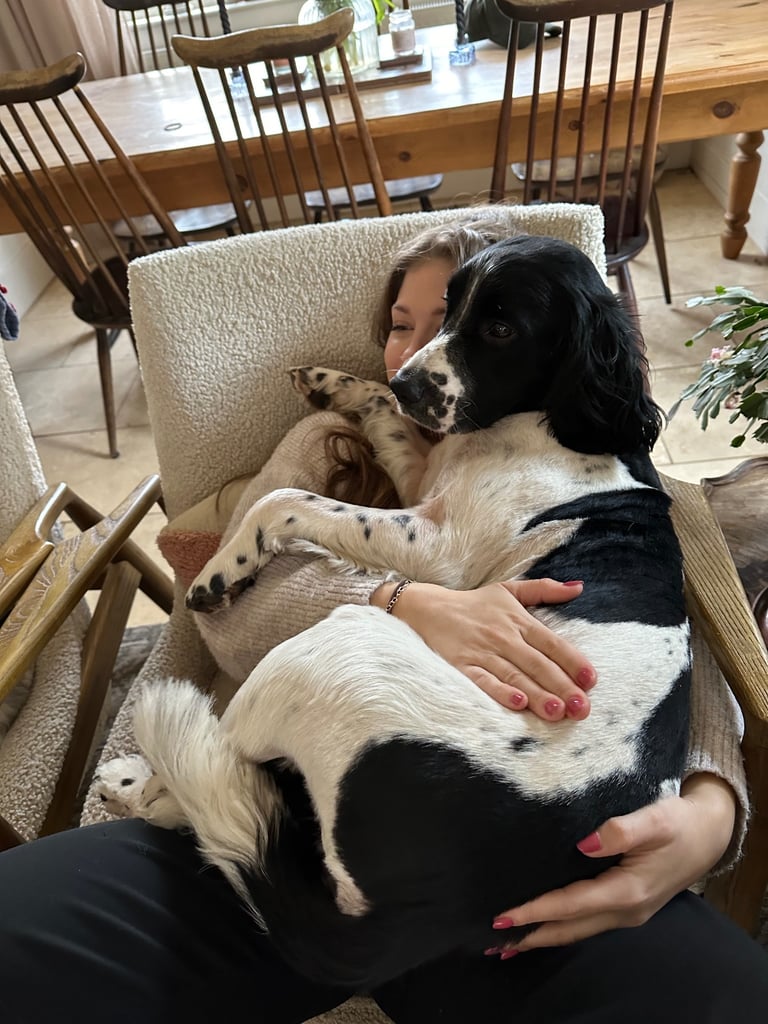 Male English Springer Spaniel 4 YO