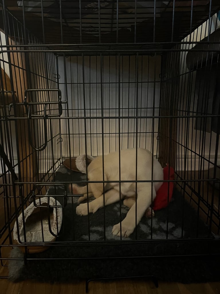Male Lab pup for sale 