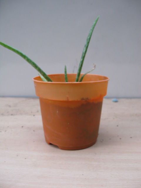 Aloe Vera plant