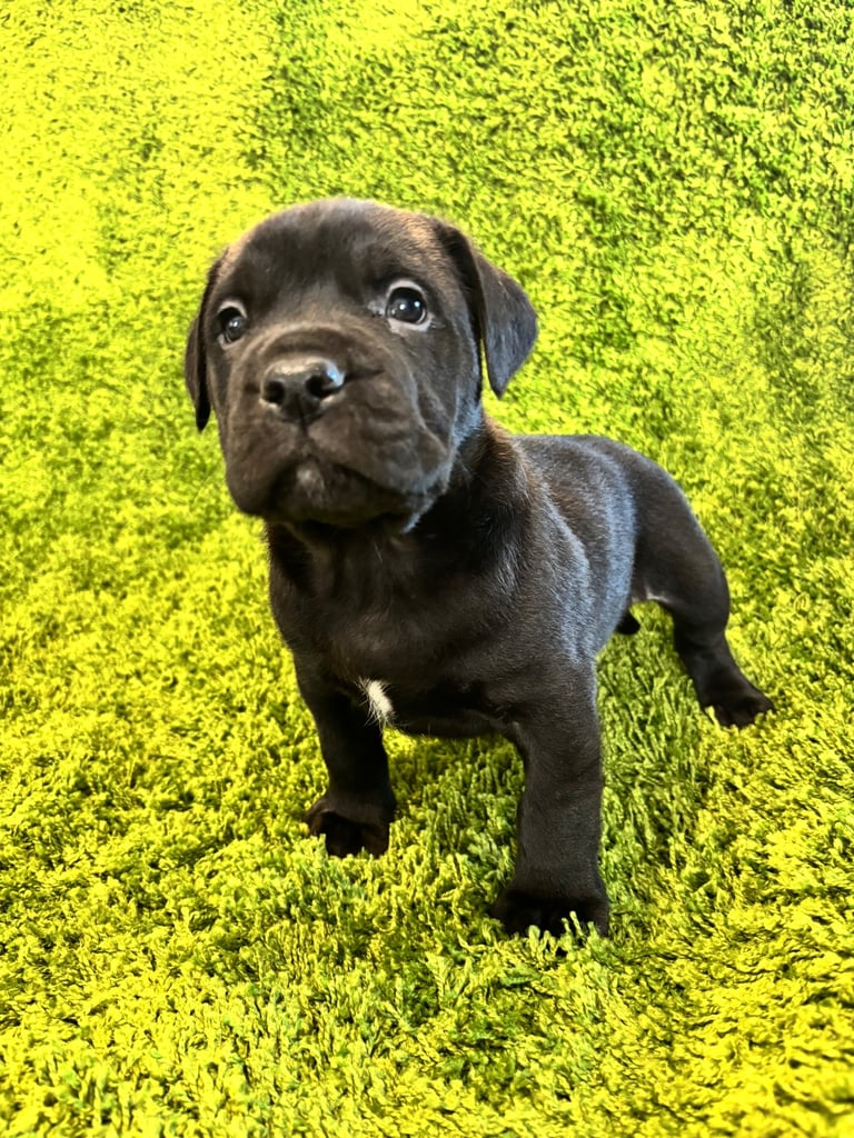 Puppies Boerboel X Mastiff Puppies