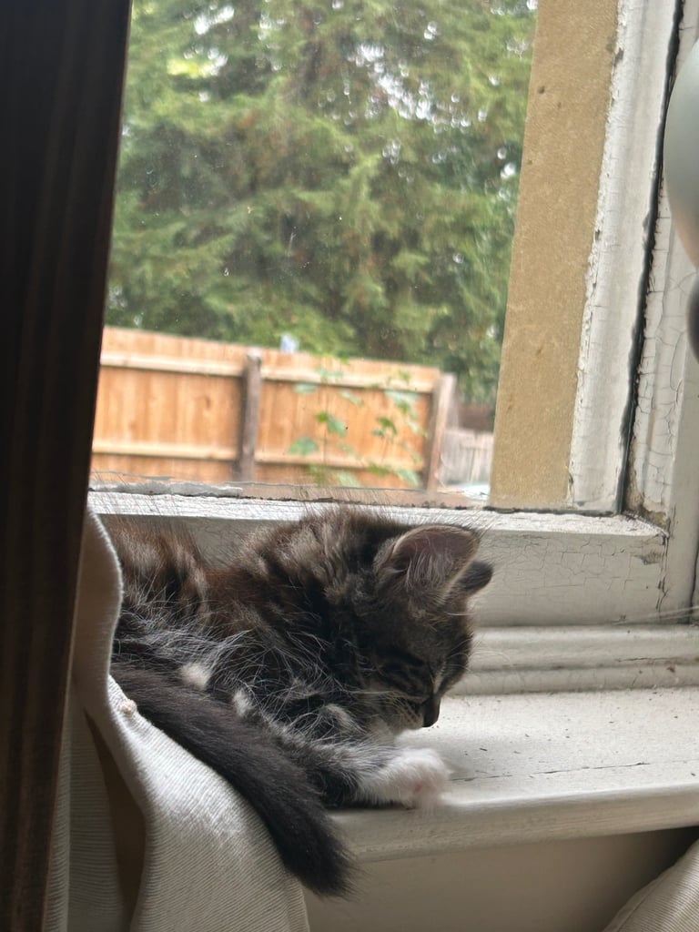 Maine Coone Tabby Mix