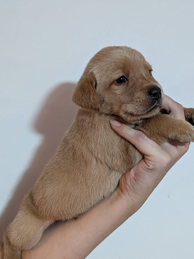 Reducrd* 11 KC reg, labrador retrievers, 10weeks old.