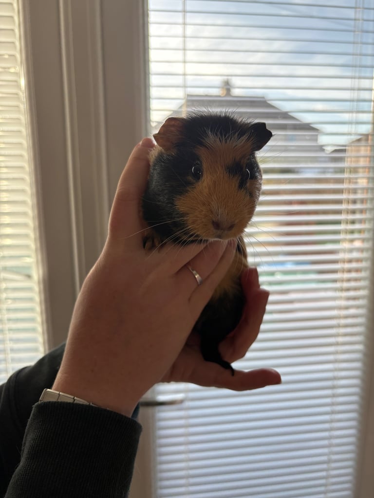 image for 3 female guinea pigs 