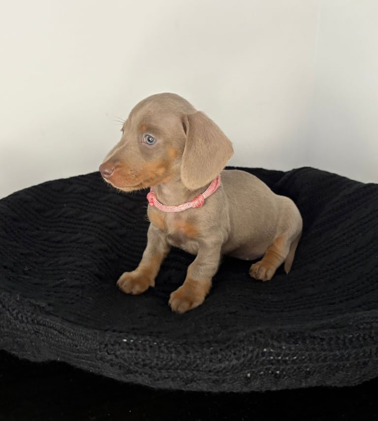 Miniature Dachshund Puppies 