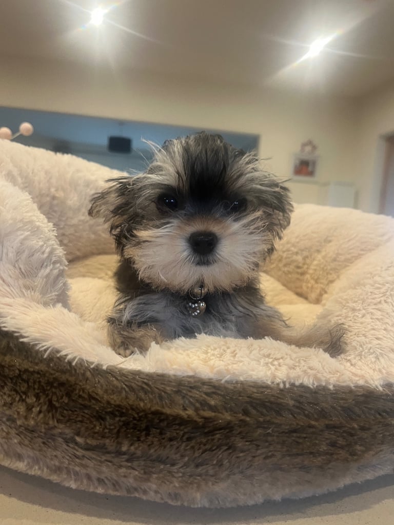Yorkie female puppy 
