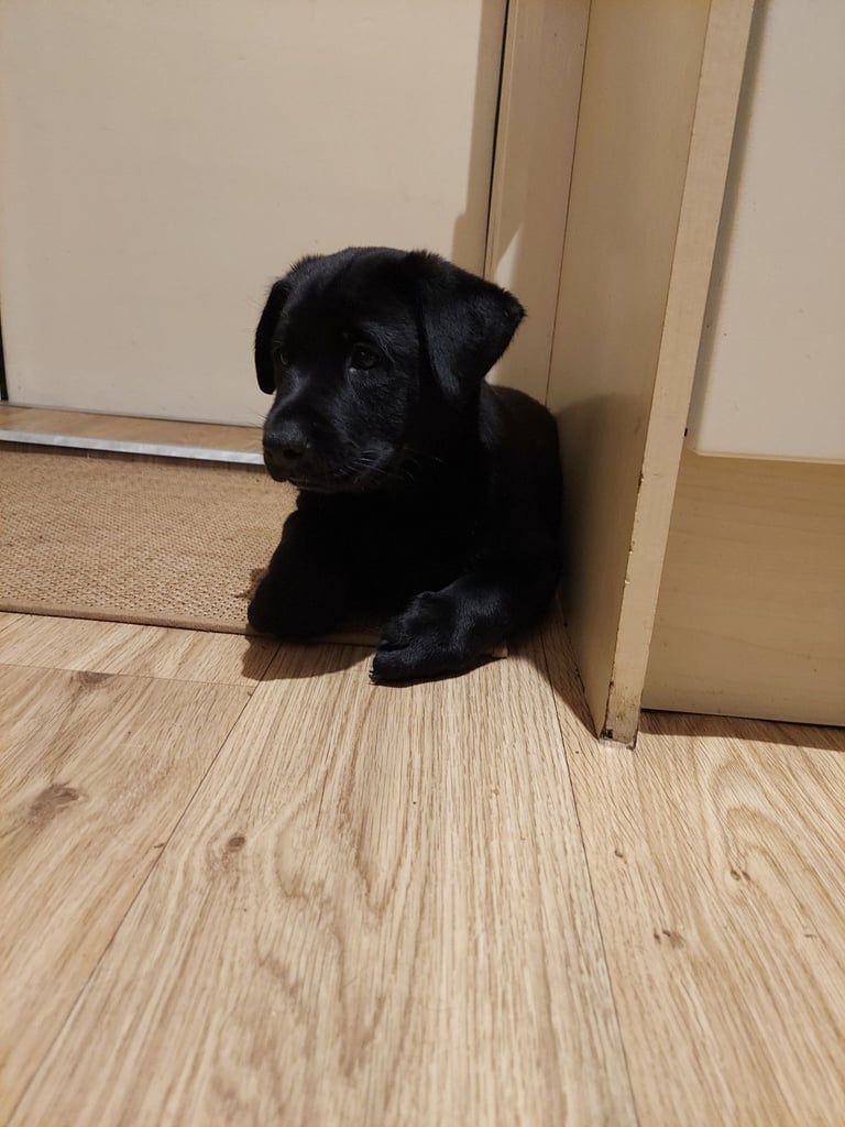 Labrador Mix Breed