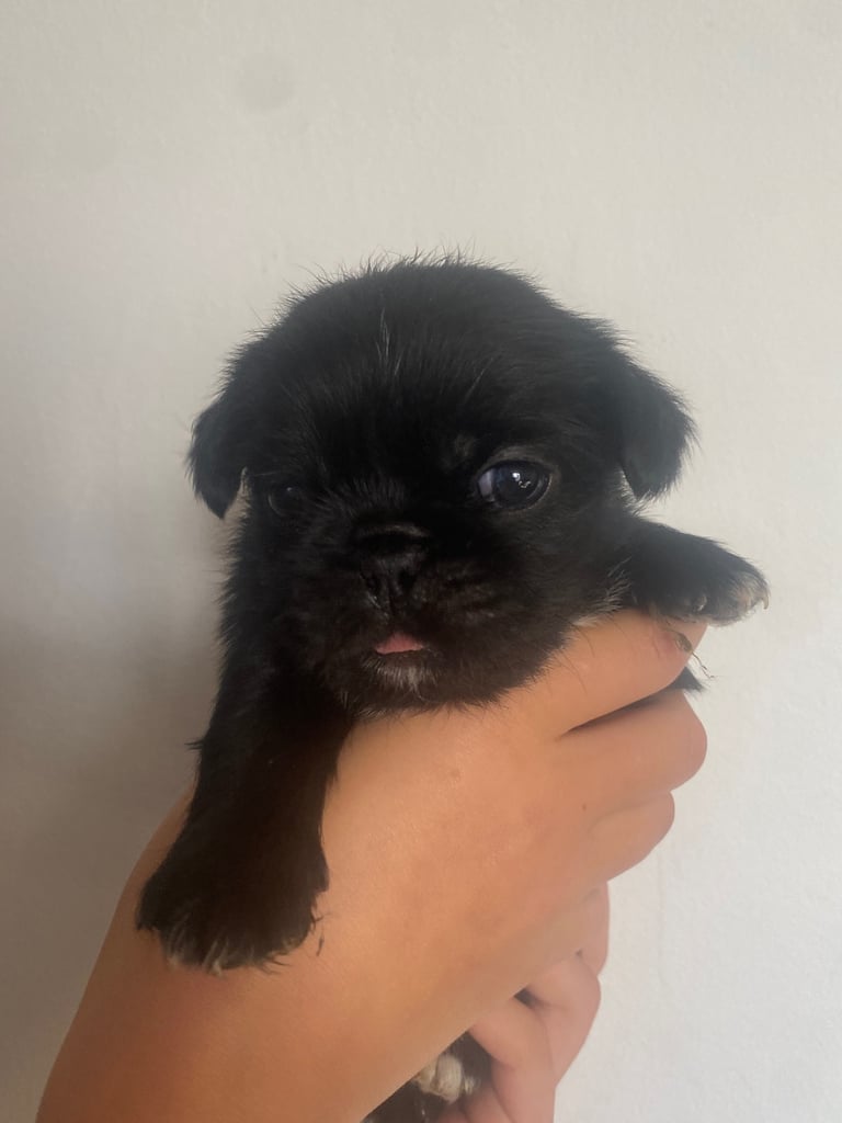 pugzu puppies for sale 