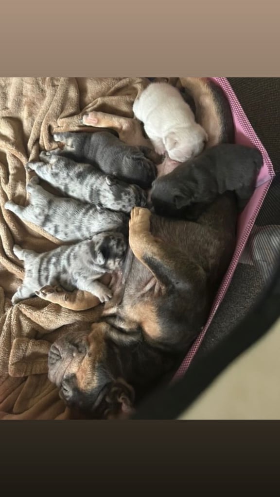 5 ⭐️ French bulldogs carrying fluffy 😍