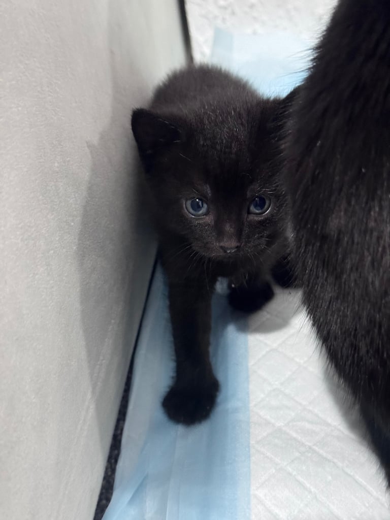 Russian blue kittens 
