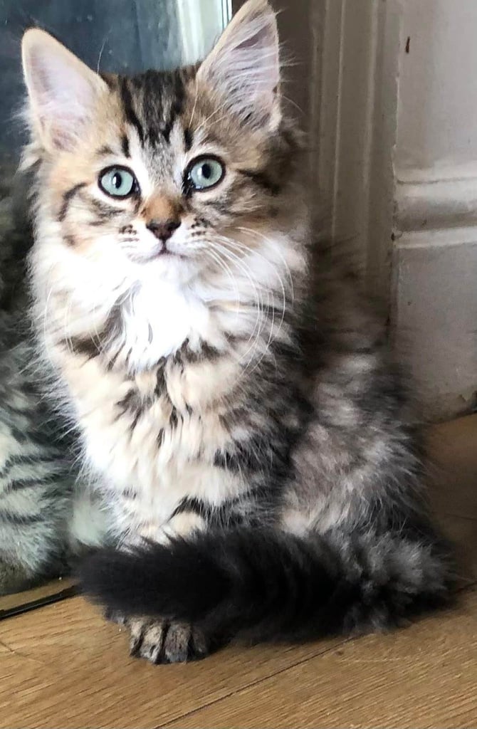 SIBERIAN X KITTENS