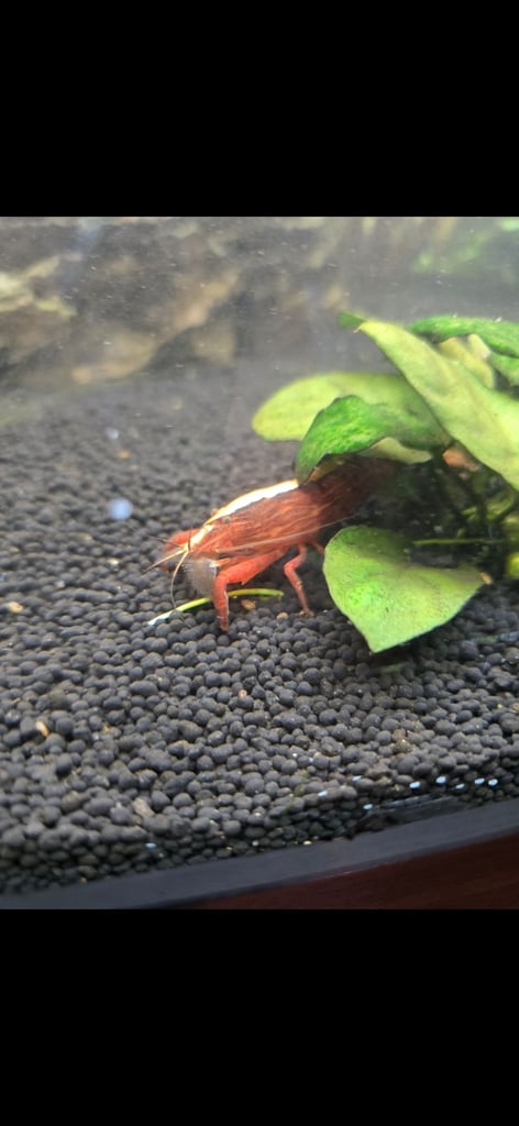 Shrimps for sale bloody mary, crystal, 