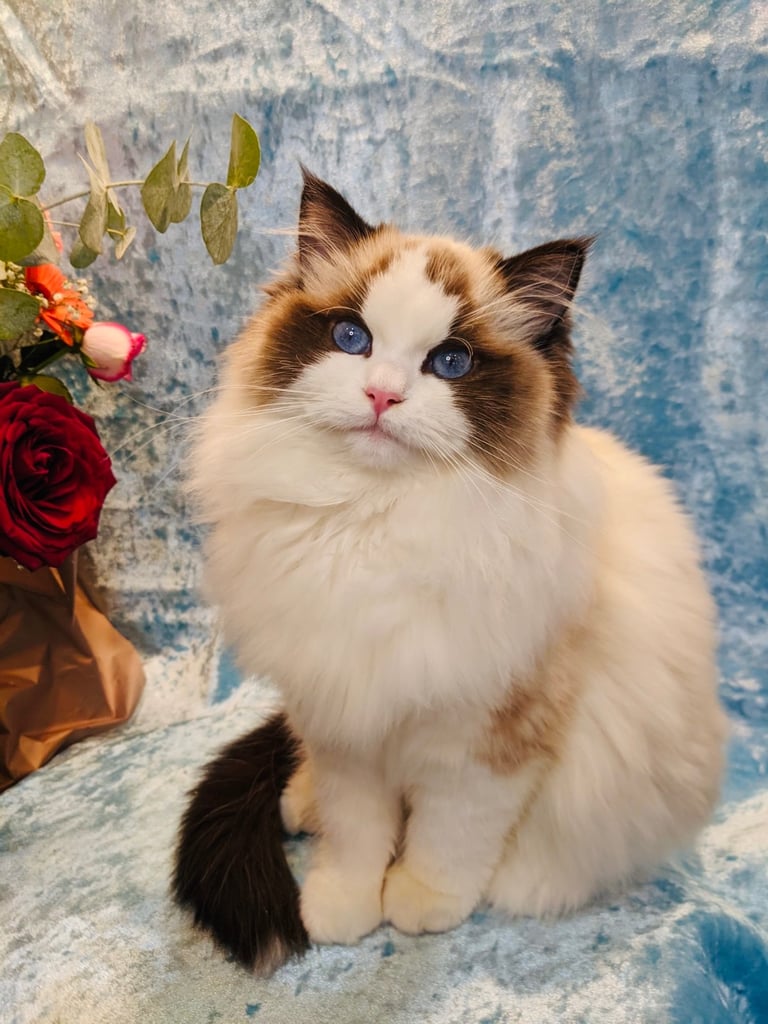 Blue gem European Ragdoll 💎