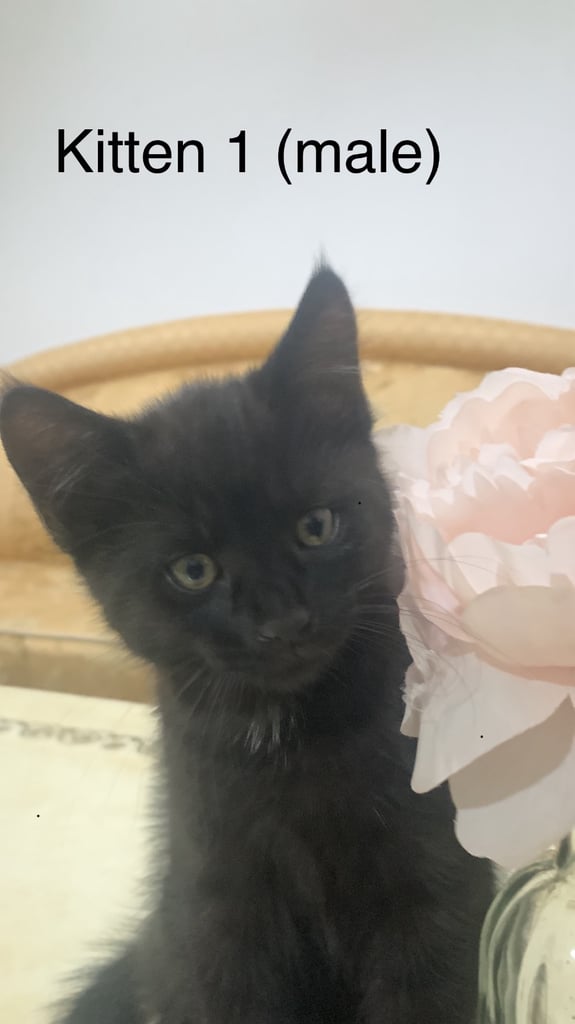 Adorable kittens 