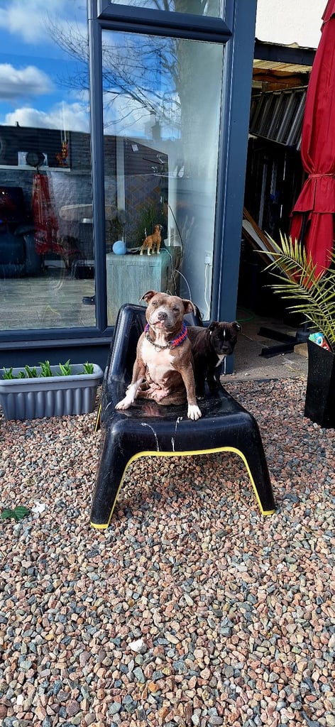 Male Staffy Needs a loving Home 