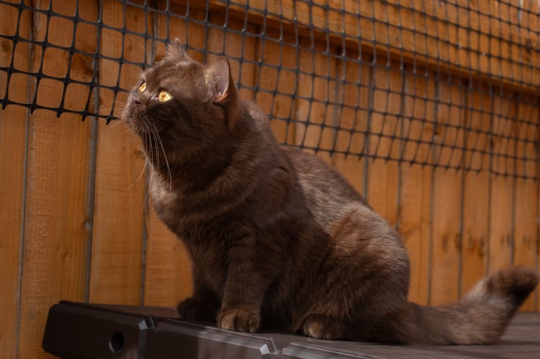 Chocolate British Shorthair female
