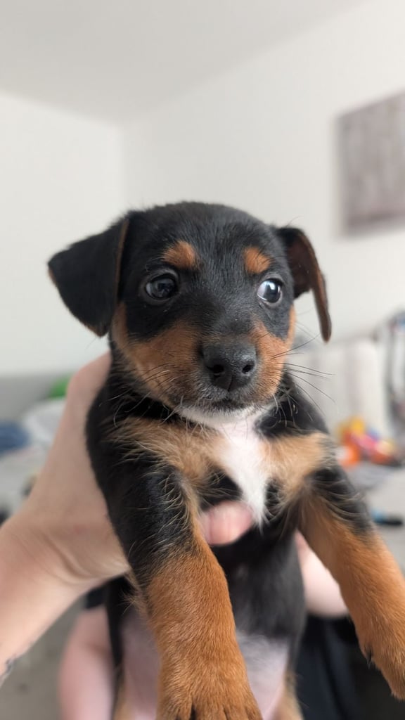 Toy fox terrier cross jack russell 3 left 