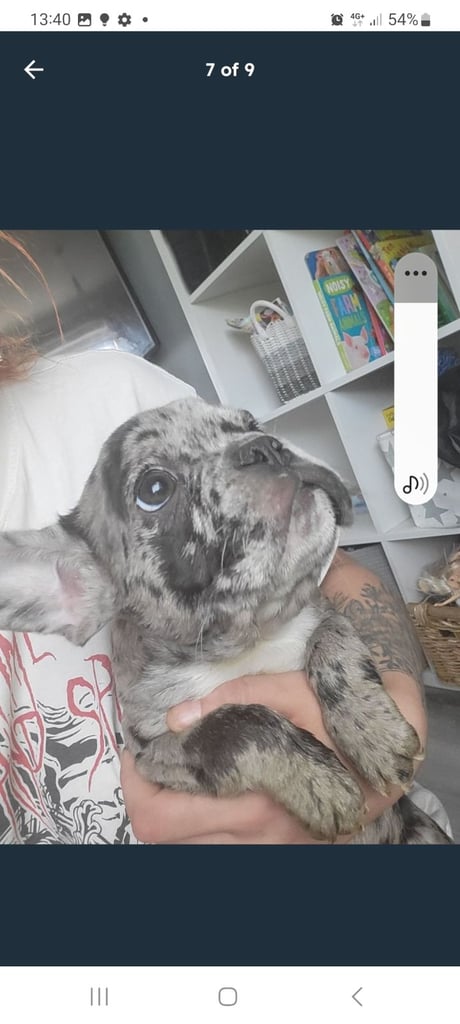image for French bulldog poppy female 