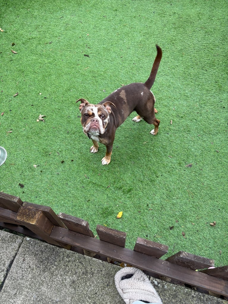 Old Tyme bulldog female