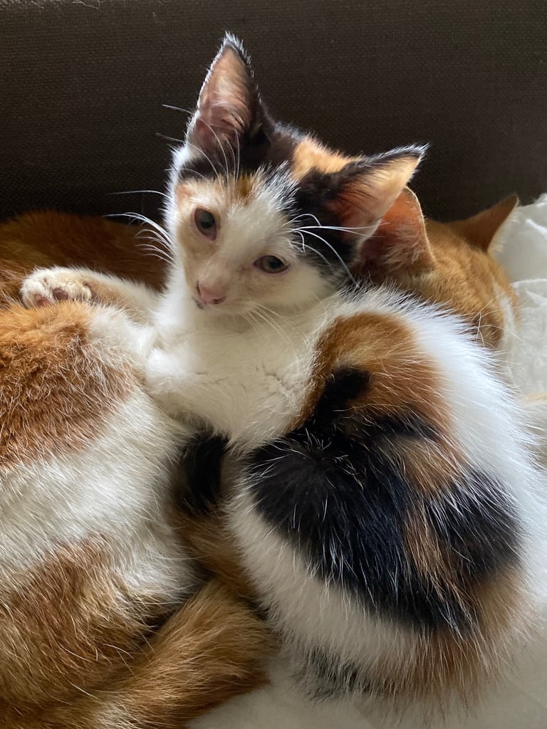 Beautiful Affectionate Female Kitten – £50 