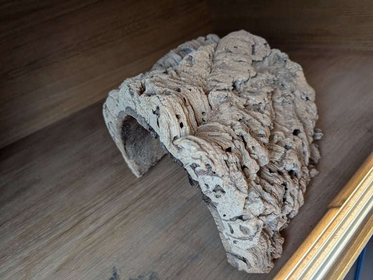 Huge custom reptile vivarium large enclosure 