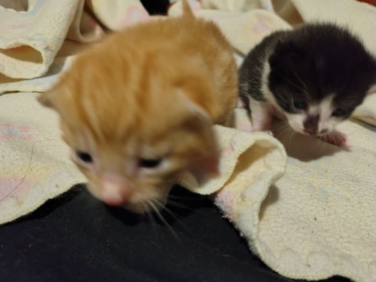 New litter 2 boys and 1 girl