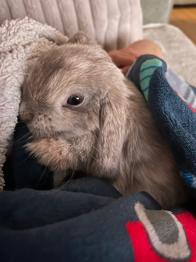 image for Lop rabbit
