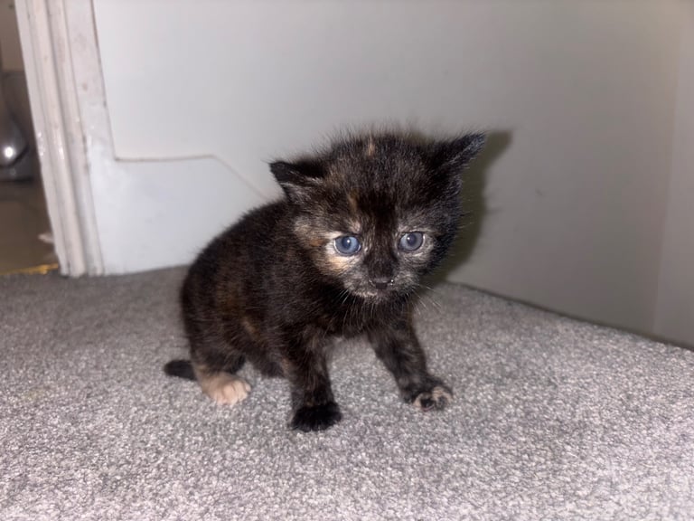 Adorable Kittens For Sale