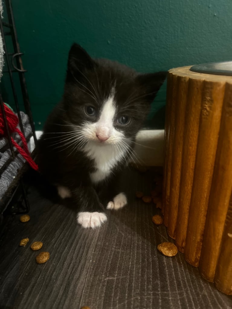 image for 3 kittens 