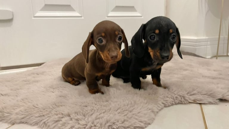 2 Miniature Dachshund Girl Puppies