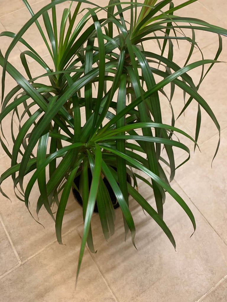image for Dracaena multi stem 60 cm