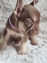 French bulldog puppies READY TO GO NOW 