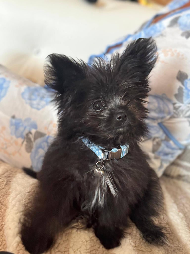 Pomshi boy