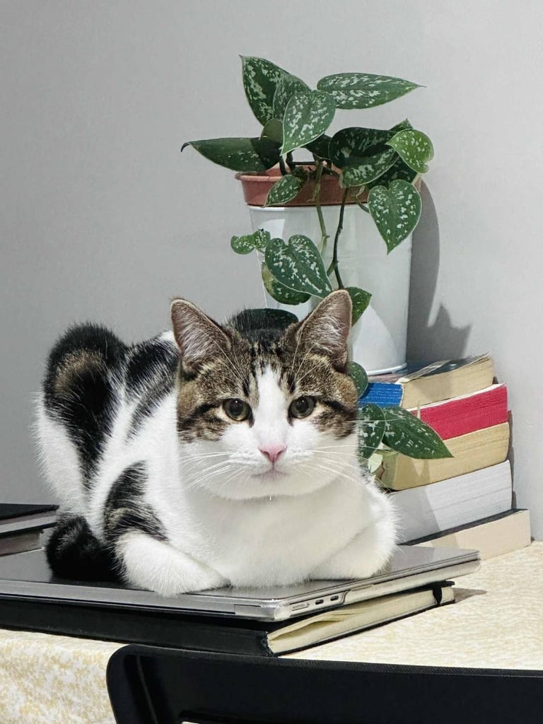 Male kitten ( Tabby)