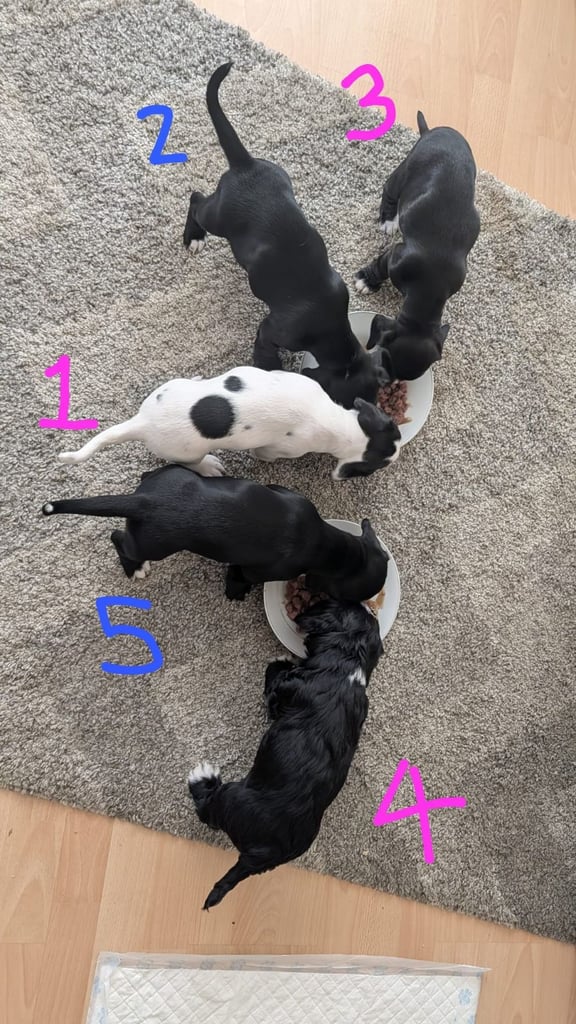 Cocker Jack Puppies for Sale