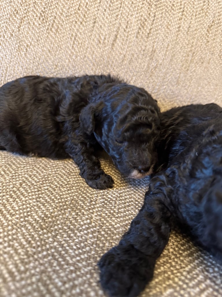 Cockapoo puppies 