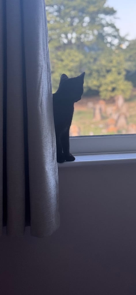 Super friendly 6 month old kitten