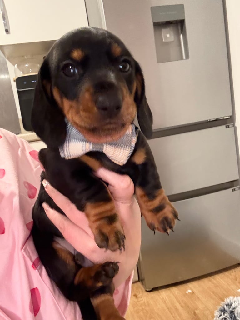 Male miniature dachshund 